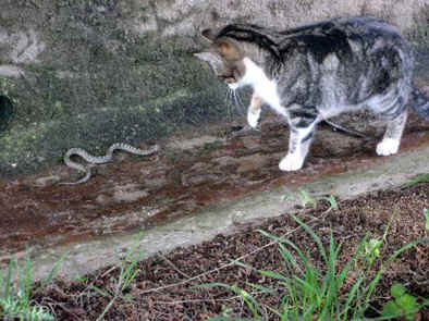 Ferinha e a cobra