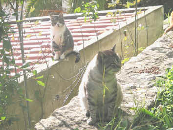 Amigo e Cactinho