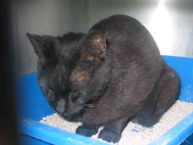 Blackie aps esterilizao