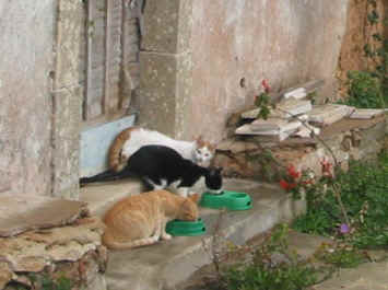 Os irmos Bonnie, Clyde e Garfield