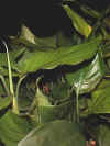 Aglaonema