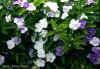 Brunfelsia