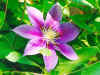 Clematis