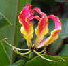 Gloriosa