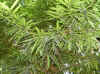 Podocarpus