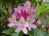 Rododendro