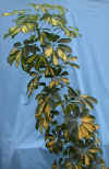 Schefflera