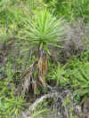 Yucca