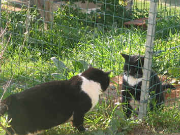 Budagodes e Joo Gato