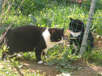 Budagodes e Joo Gato