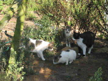 ris, Nandinho, Roy e Joaninha