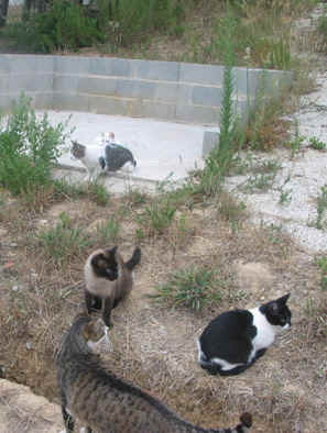 Bardo, Dina, Joaninha, Kiki e Nandinho