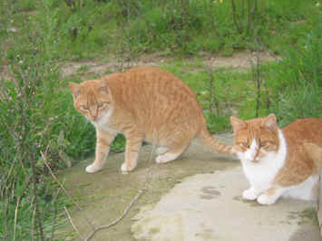 Leo e Silvestre, resgatados das Arribas