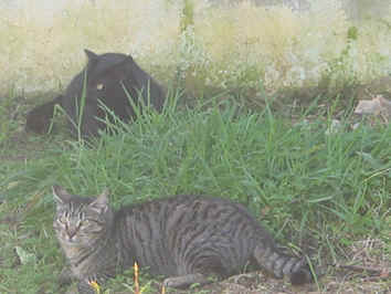 Menina e Lourencinho