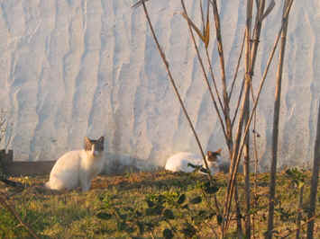 Amarilis e Aucena