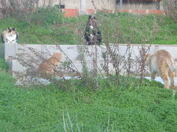 Tt, Ruivinho, Pirandello e Ginger