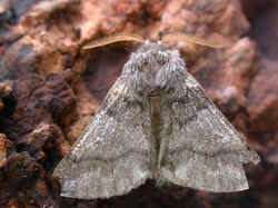 Borboleta processionria