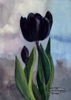 Tulipa negra